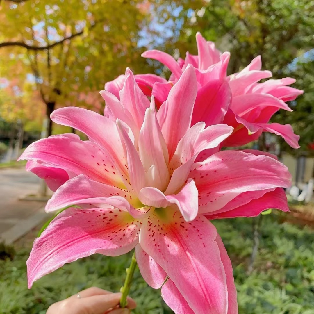 红美人 重瓣百合 两单顺丰冷链 德邦空运，一单普通快递