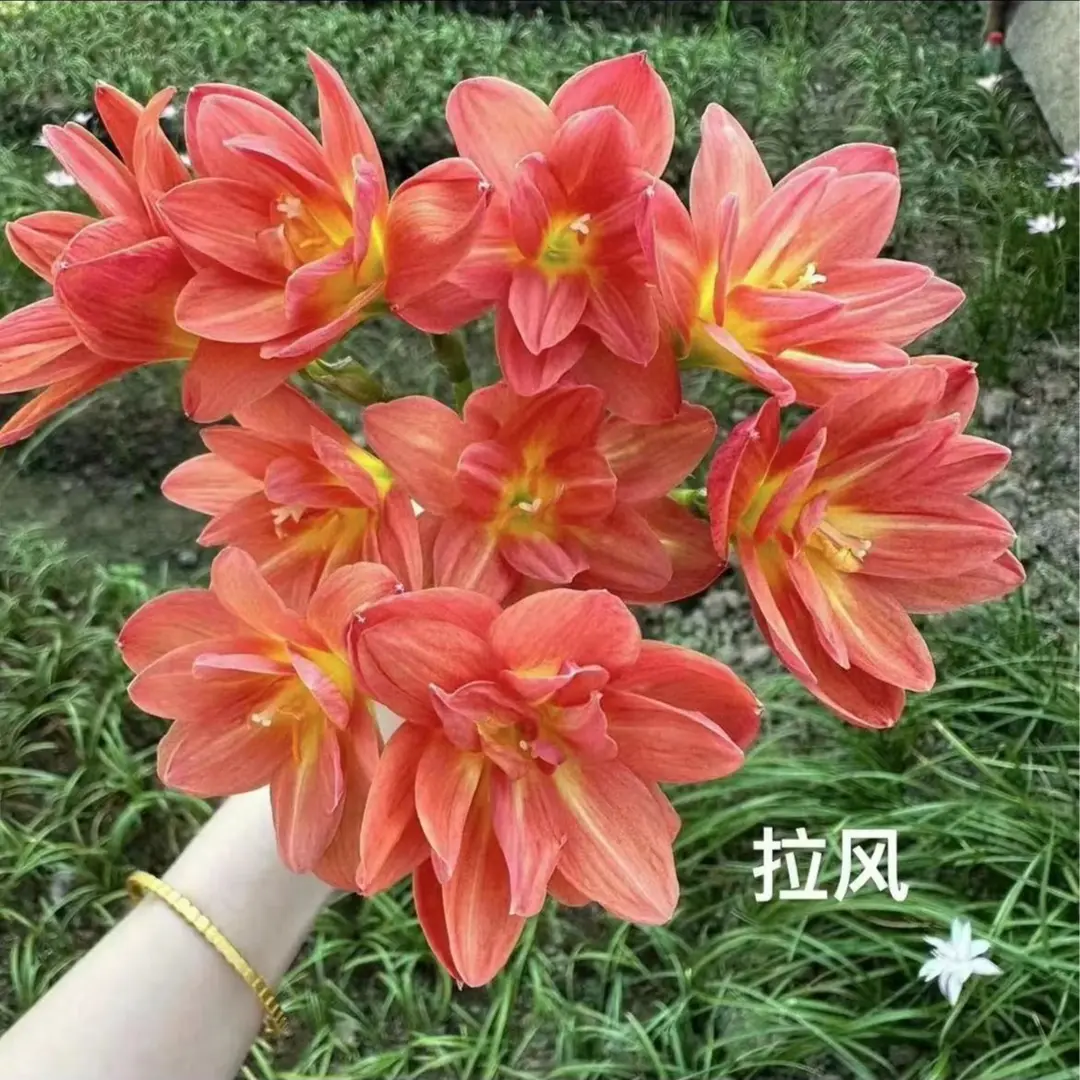 风雨兰种球庭院阳台种植耐热耐旱室内种球花卉好养易活植物栽培