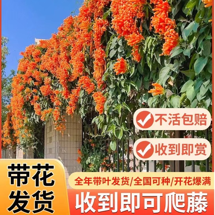 宏钦盛炮仗花苗爬藤植物鞭炮花四季种植阳台庭院垂吊攀援花卉藤本