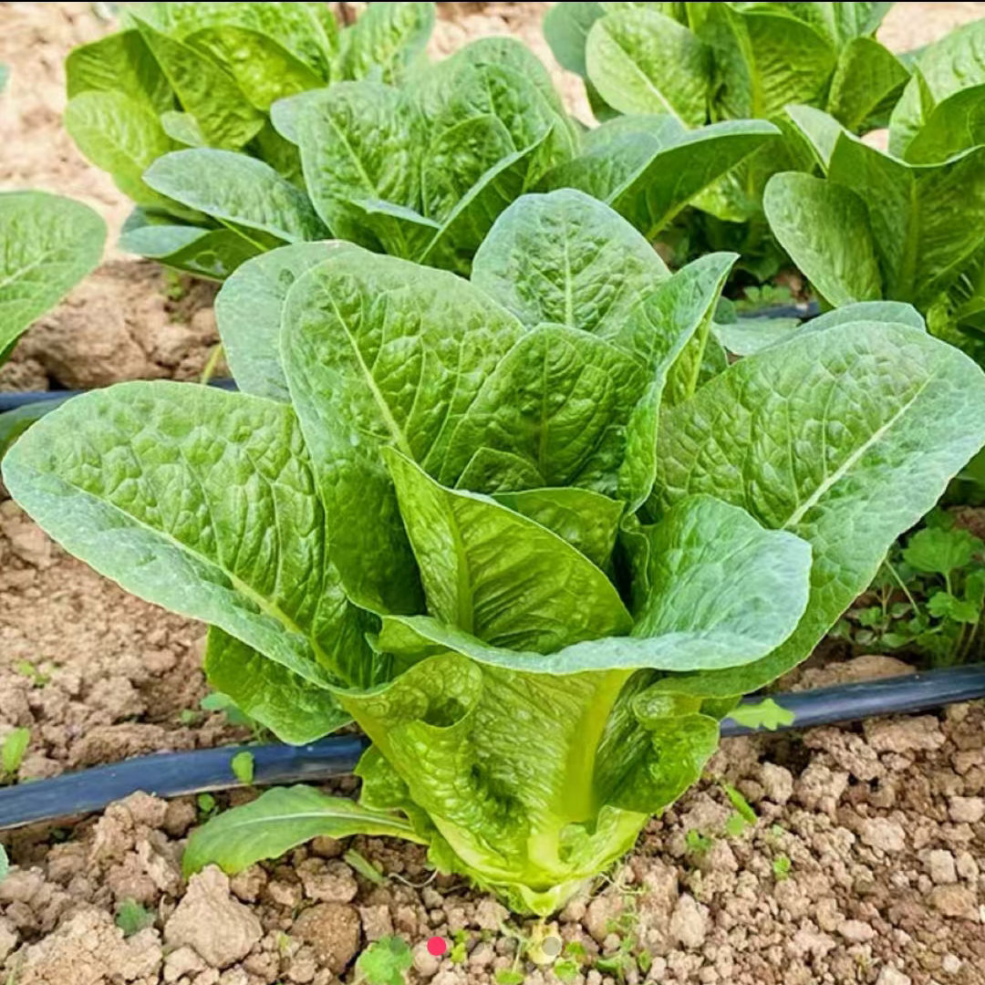 【下单就发3包】孔雀菜种子罗马菜抗病生吃直立生菜四季播生菜种子