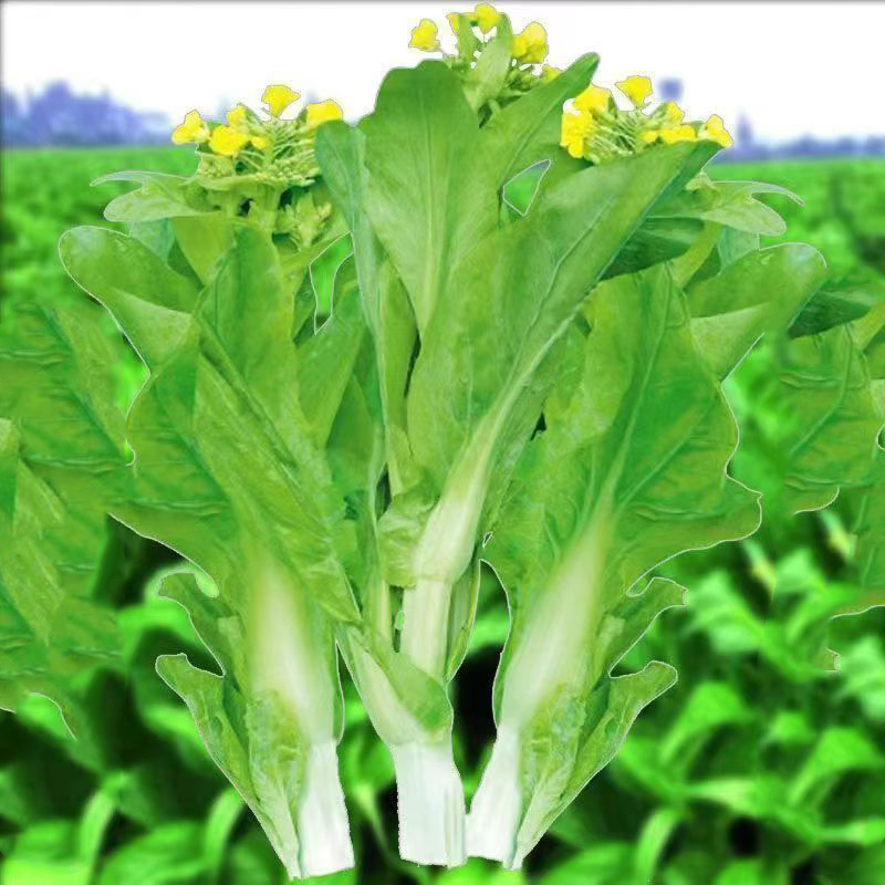 【下单就发3包】早熟白菜苔种子耐寒耐热菜苔籽多次采收菜心种子