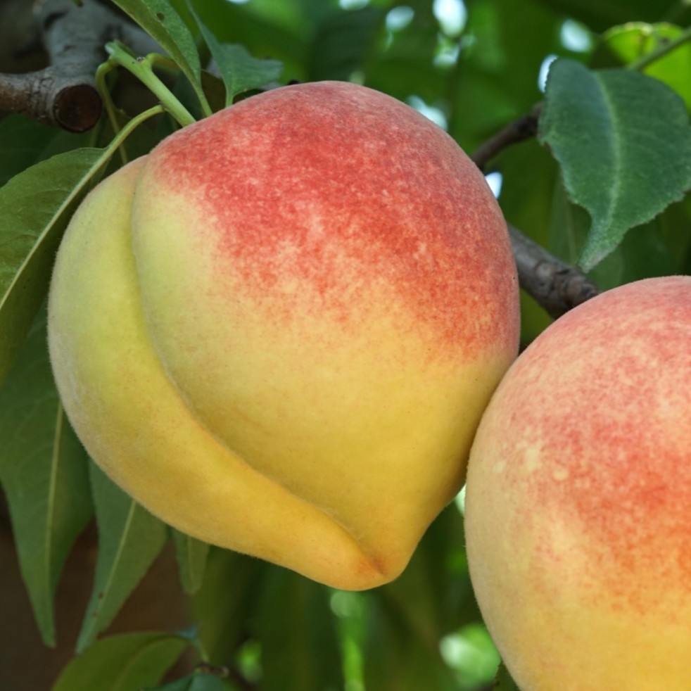 深州蜜桃【单枚1斤-1.2斤桃王】6枚装 历代贡品 现摘现发京东快递