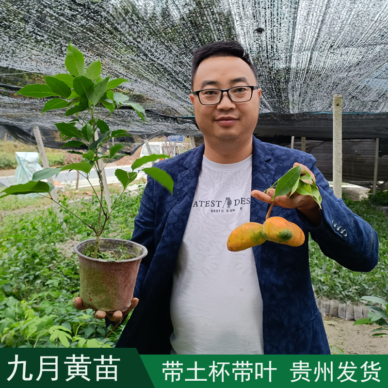 贵州九月黄树苗拿藤包牛卵坨种苗野果树二年杯苗 奇异果九月瓜