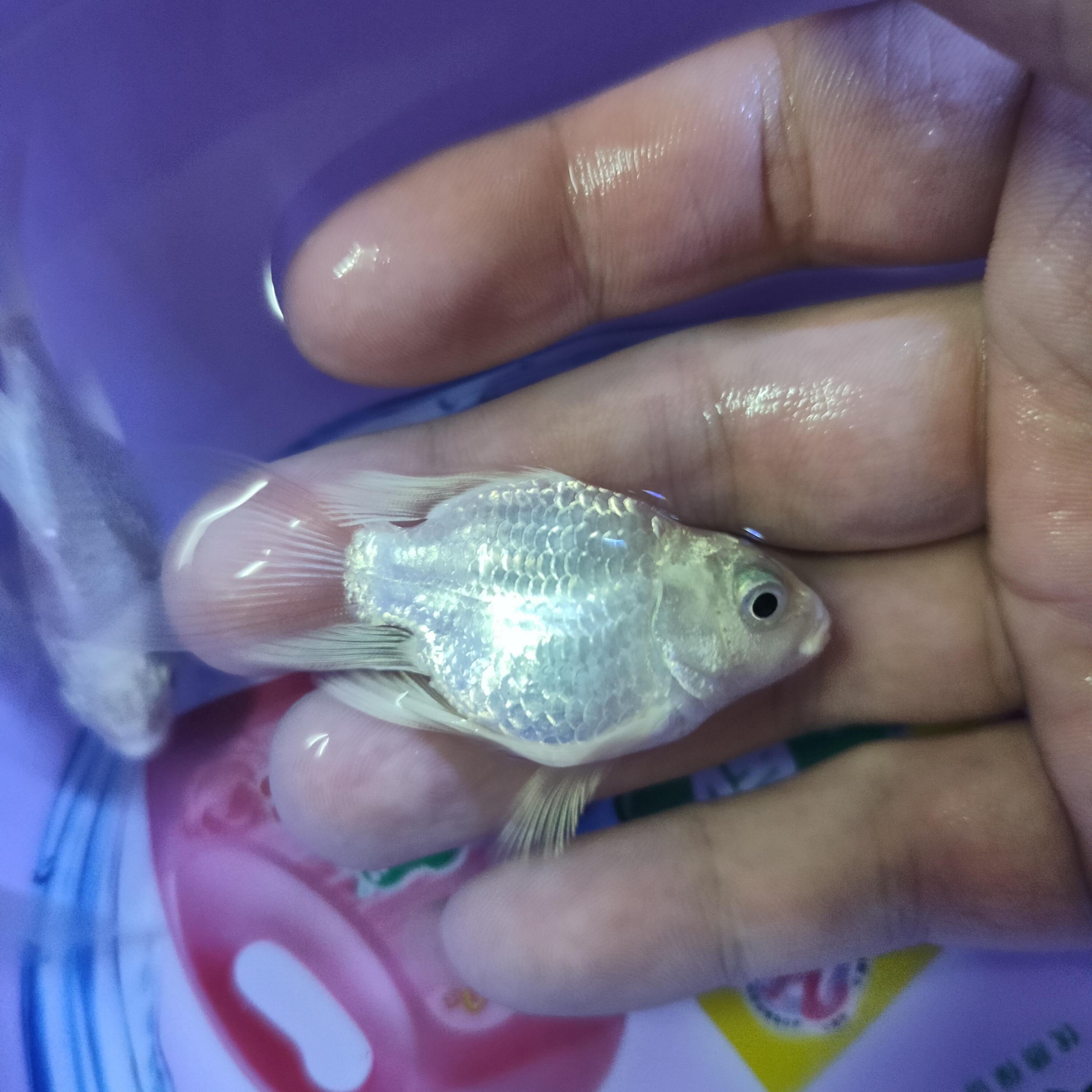 纯种台湾蝴蝶鲤，狮子头石膏白大鳍大尾球体