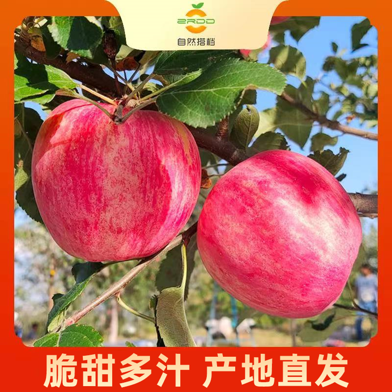 【自然搭档】陕西延安洛川红富士苹果5斤/8.5斤