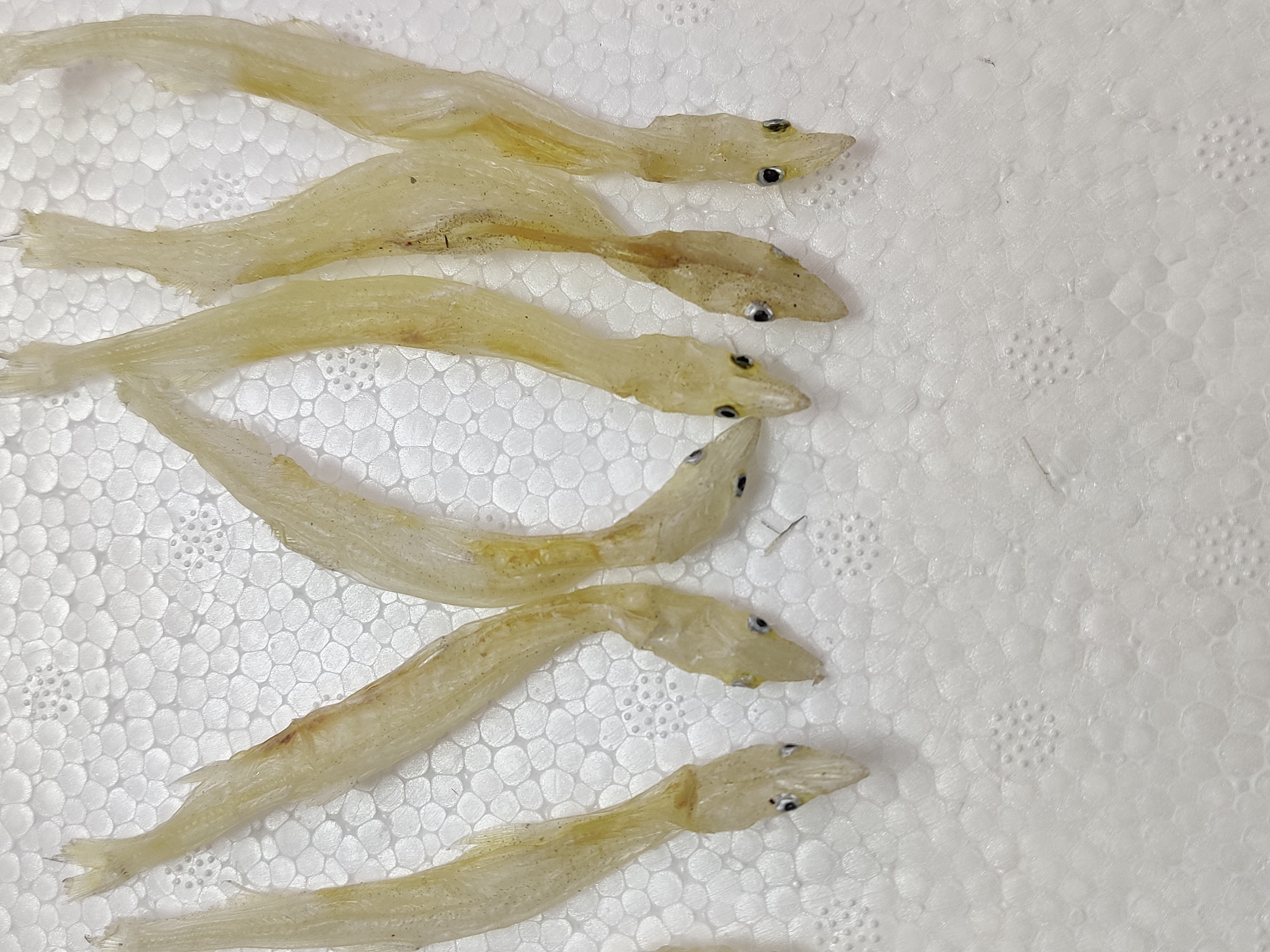 广东大号生晒银鱼干  淡干鲜甜鲜明 大条 靓