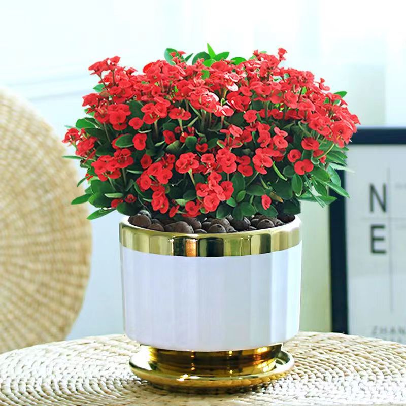 四季常青开花绿植铁海棠虎刺梅盆栽室内阳台净化空气