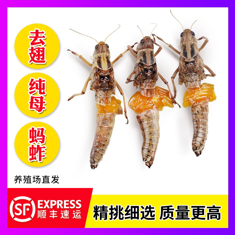 新鲜纯母蚂蚱去翅带籽东亚飞蝗食用昆虫冷冻蚱蜢美食