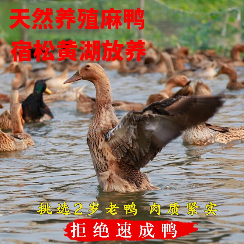 农家散养大鸭子美味土鸭土鸡麻鸭水鸭嫩鸭子正宗鸭肉老鸭土鸭格格