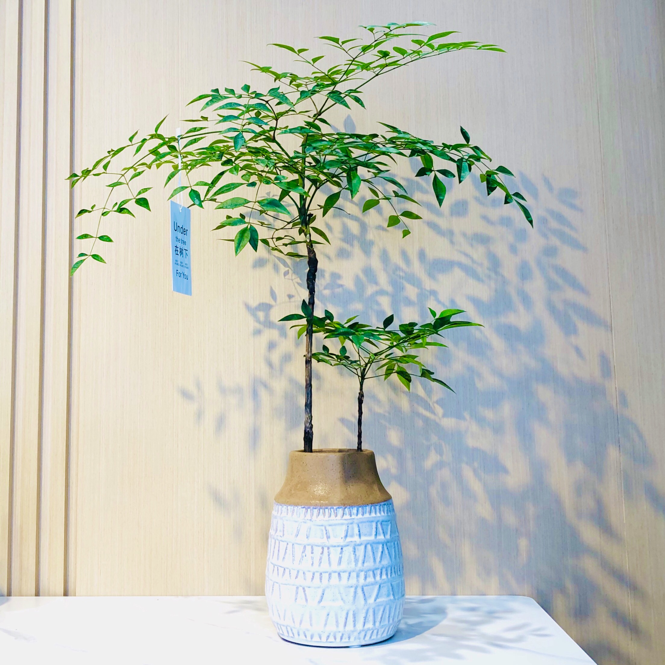 雅韵阁日式禅意风南天竹盆栽盆景室内阳台办公室耐阴好养花卉绿植