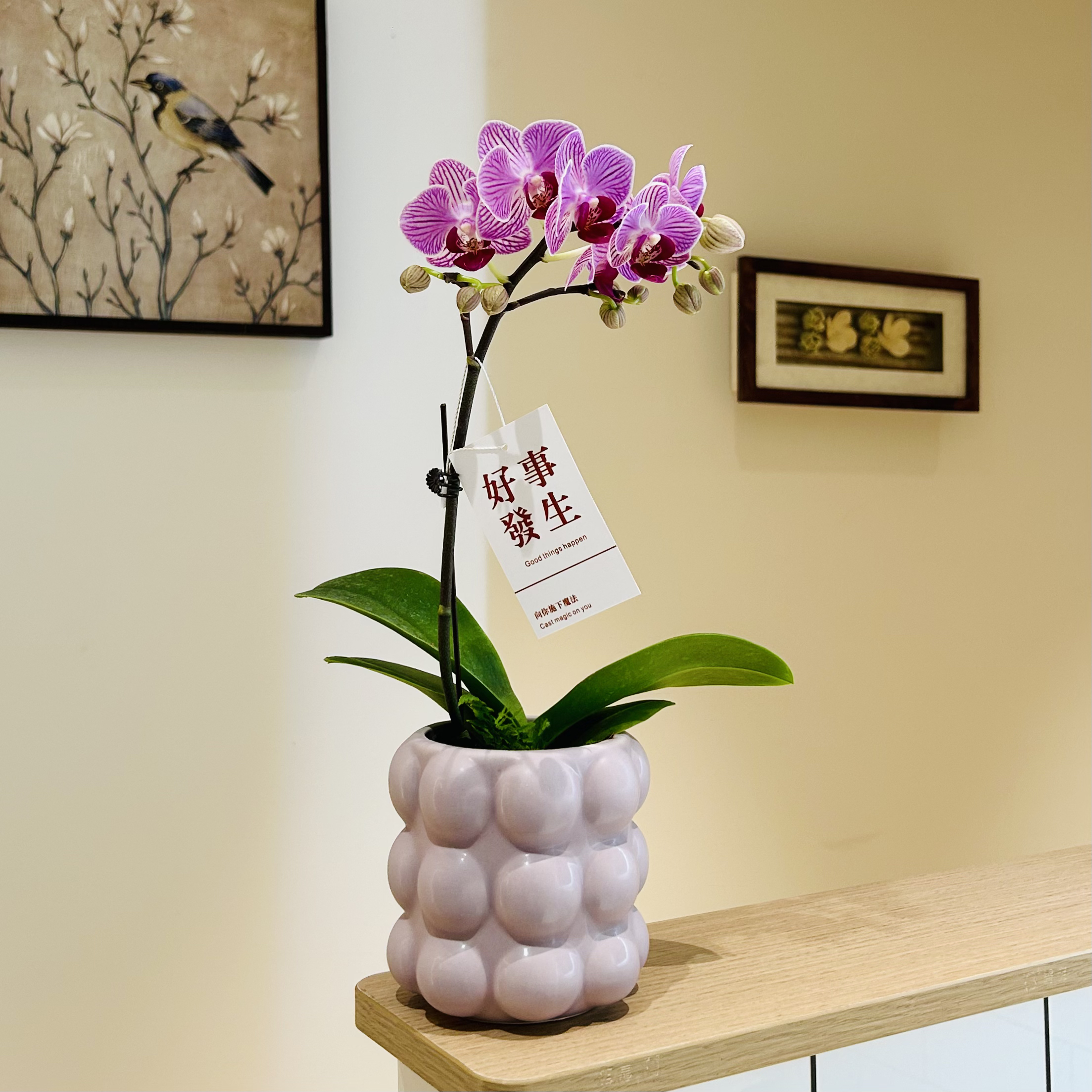 粉色蝴蝶兰花带花苞盆栽盆景室内客厅办公室桌面年宵花观花卉绿植