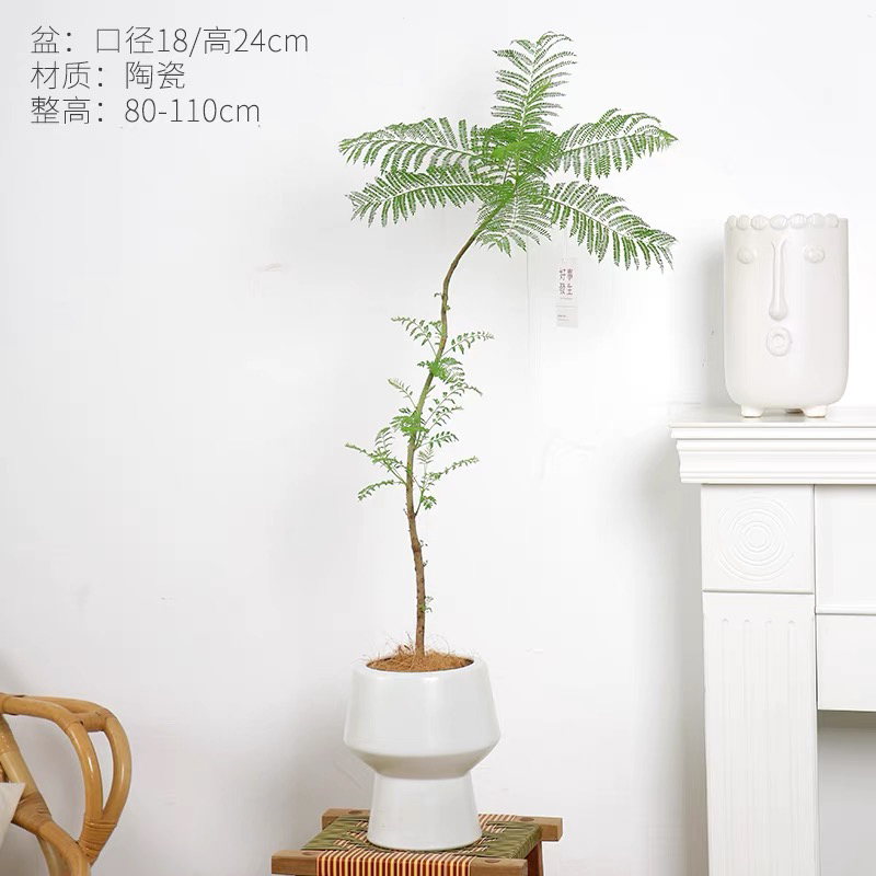 大蓝花楹盆栽室内客厅大型绿植好养活电视柜旁边四季家养树苗真花