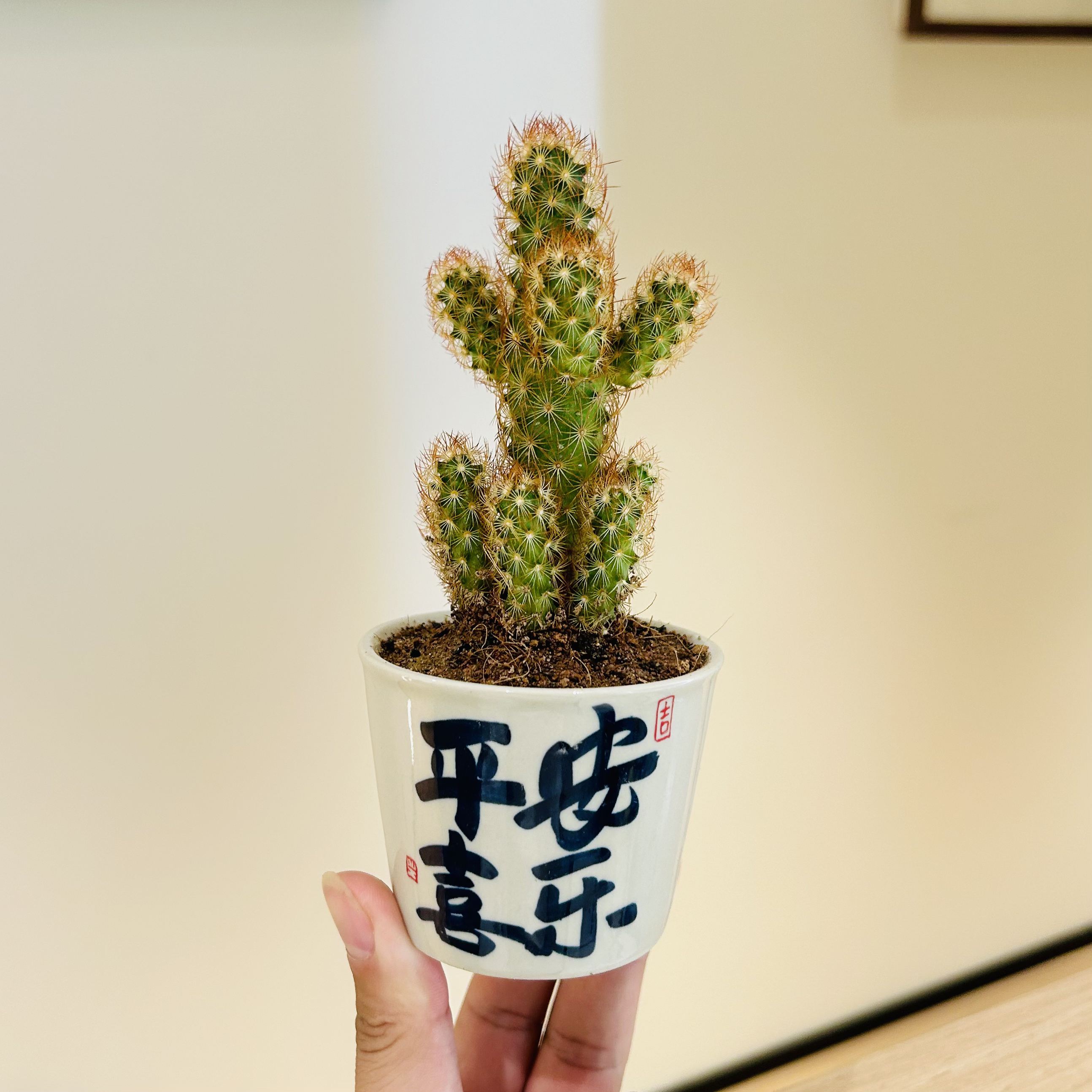 金手指仙人掌仙人球盆栽盆景室内客厅办公室桌面耐旱花卉绿植