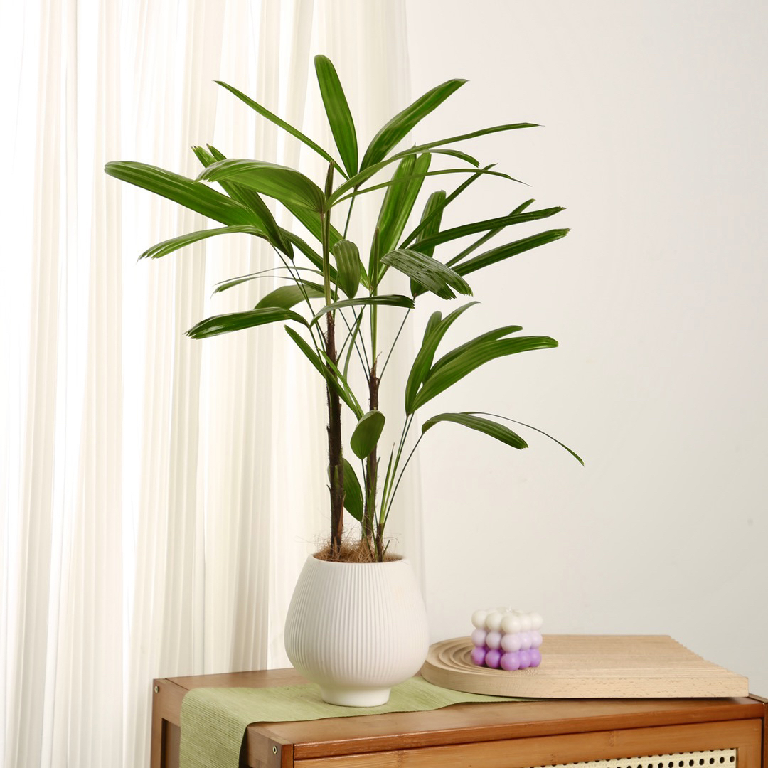 雅韵阁金山棕竹棕榈蒲葵盆栽盆景室内阳台办公室耐阴好养花卉绿植