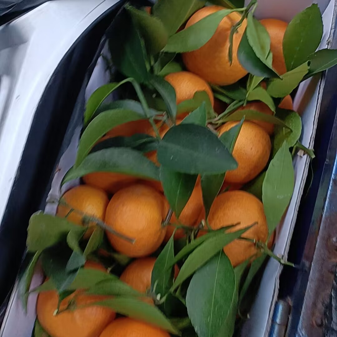 带叶台州黄岩本地早非涌泉橘蜜桔5斤10斤青皮高山精品礼盒装