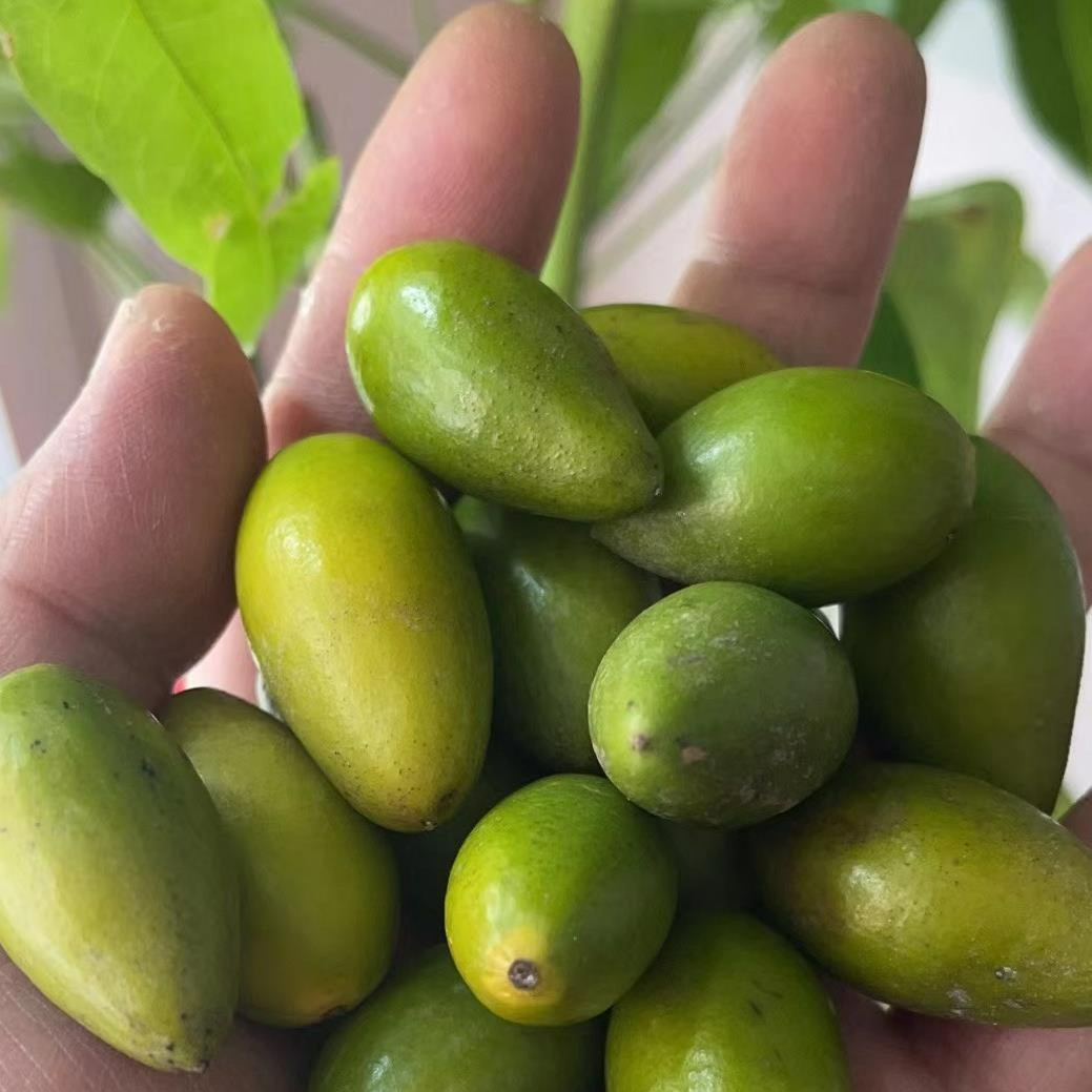 莫儿推荐2025年莆田特产新鲜青橄榄1000g好吃