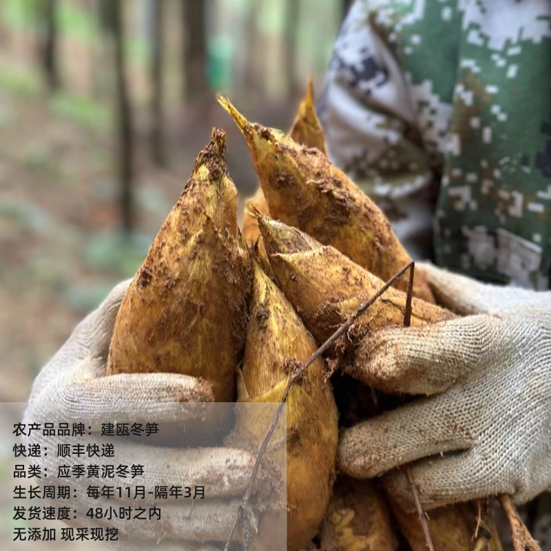 新鲜建瓯高山春黄泥冬笋应季农产品 福建特产 冬笋笋建瓯冬笋