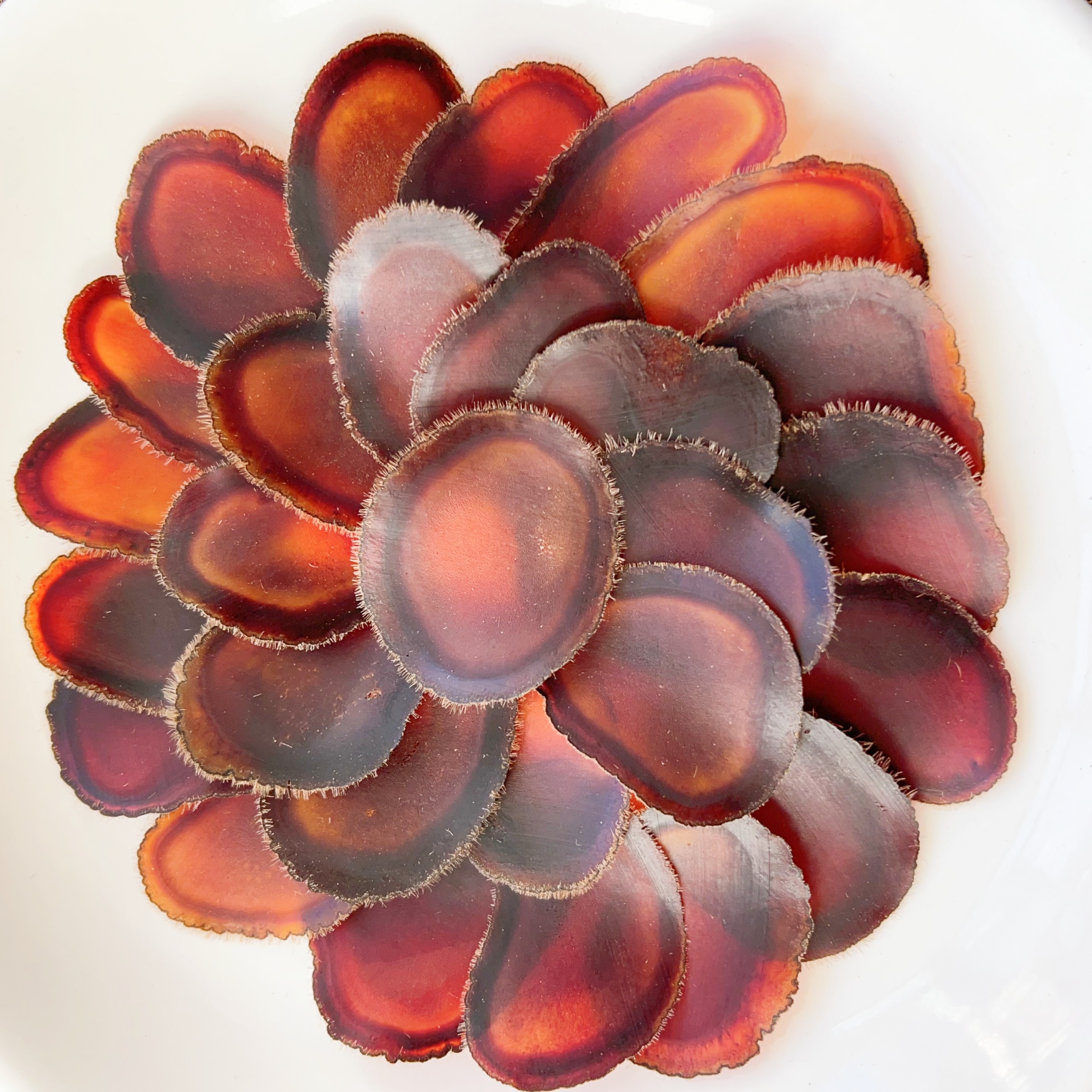 鹿茸片 全蜡片种鹿血蜡片 泡水泡酒煲汤全家滋补