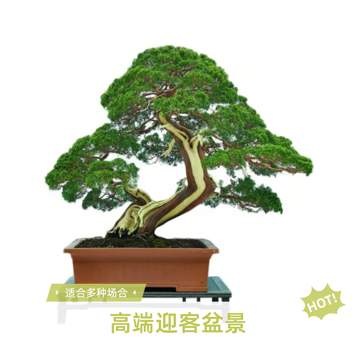 榆树红芽高端室内茶桌大型老桩罗汉松迎客松真正罗汉松植物盆景