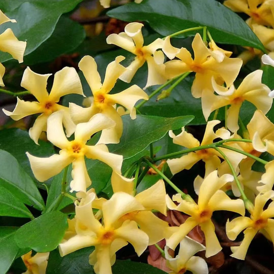 黄色托斯卡纳之星风车茉莉进口新品种爬藤养护美丽四季常青花期长