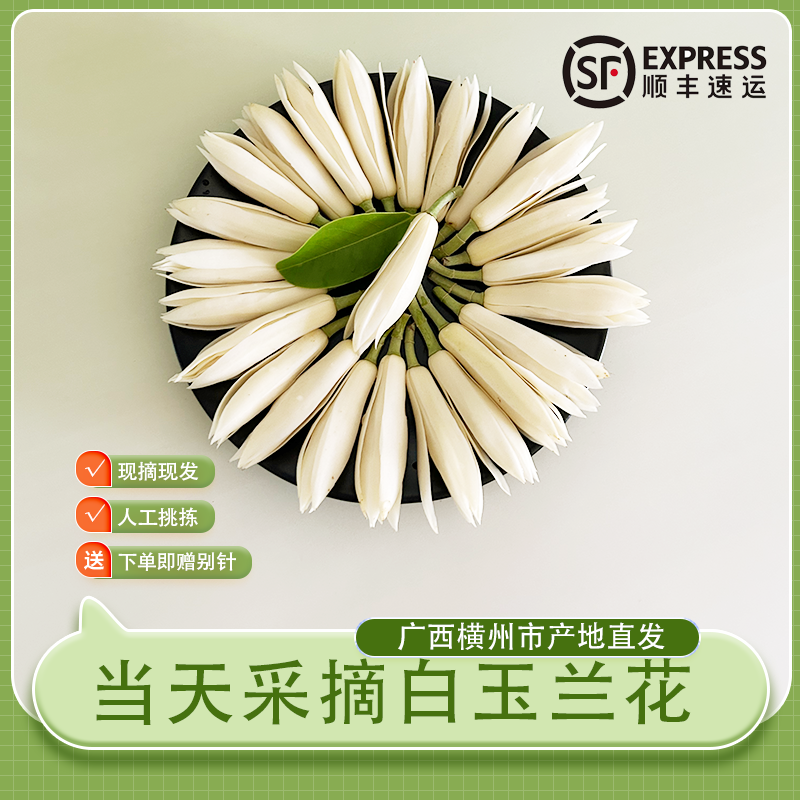 顺丰包邮玉兰花鲜花白玉兰花骨朵当天采摘花香浓郁产地直发