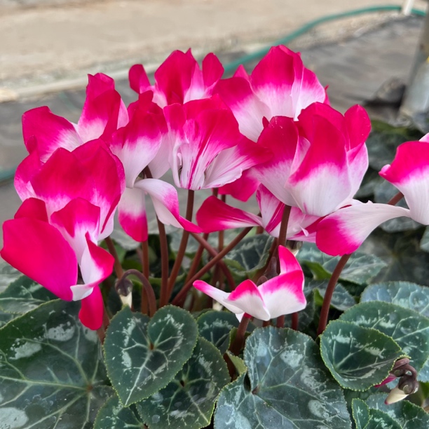 一物一拍专用链接仙客来盆栽带花发货年宵花好养懒人花室内