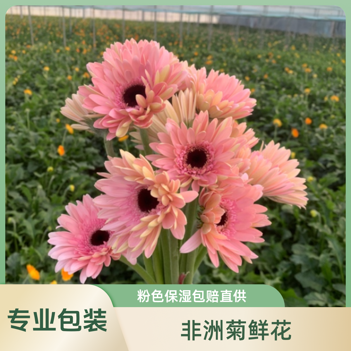 A级非洲菊鲜切花扶郎花弗朗客厅山东基地直发粉色保湿包赔直供