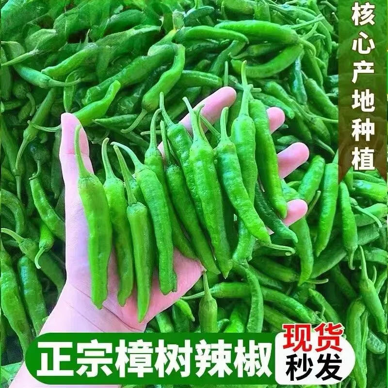 正宗湖南樟树品种小辣椒新鲜青椒薄皮富晒现摘农家产地自种包邮