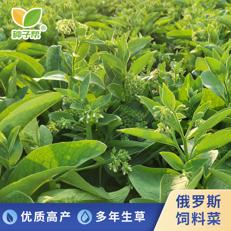 俄罗斯饲料菜种根四季播种多年生耐寒易收割家禽喜食养猪蛋白牧草