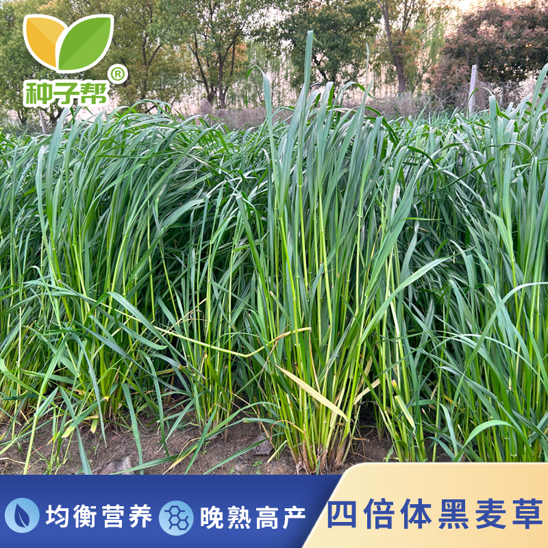 四倍体黑麦草种子秋播高产宽叶牧草种籽营养丰富柔嫩多汁分蘖力强