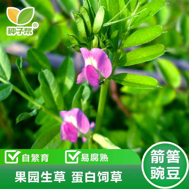 箭筈豌豆种子果园生草栽培抑制杂草秋季种植肥饲兼用优质混播饲草