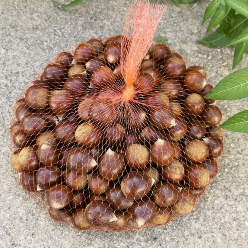 【锥栗】 福建建瓯锥栗 高山锥栗 粉糯香甜 现摘现发1斤/3斤/5斤