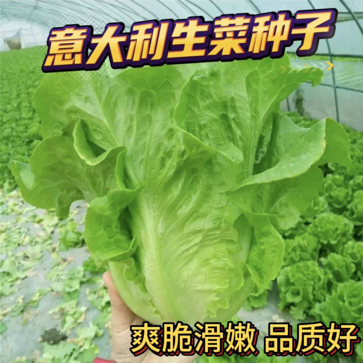 （全场满5元包邮）意大利全年生菜王种子高产发芽蔬菜四季菜种子