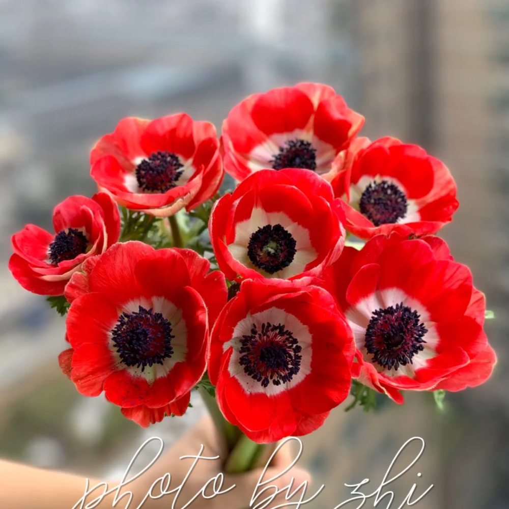 （优花阁）银莲花（又名秋牡丹）冷地方需拍保温棉