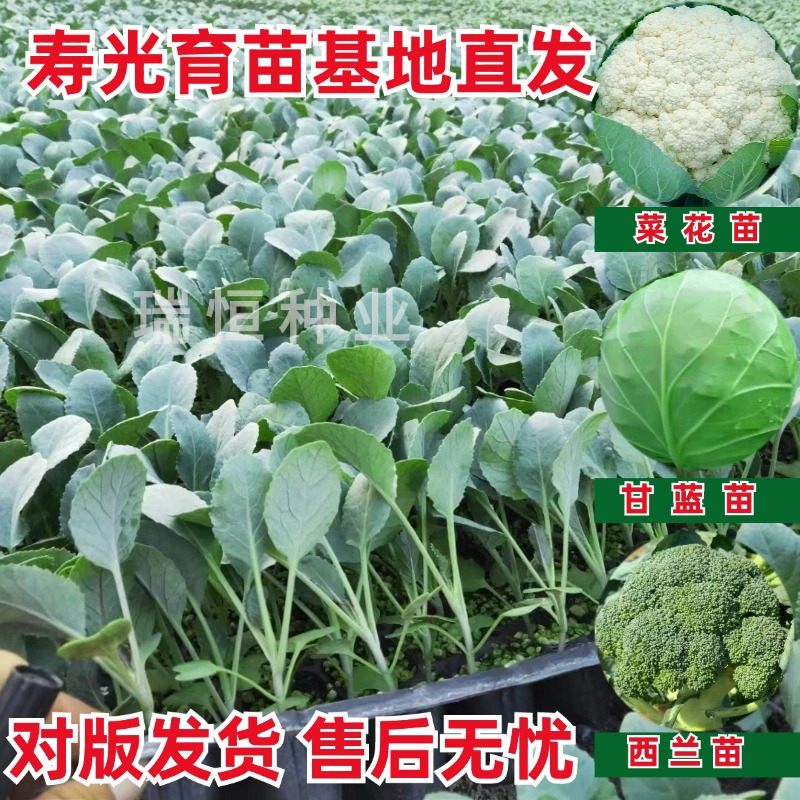 花菜苗西蓝花苗甘蓝苗菜花苗大头苗包菜苗西兰花苗青梗菜花苗