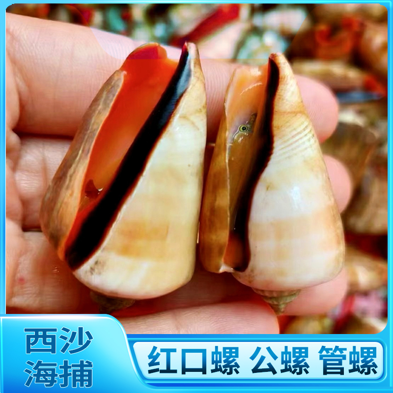 【西沙-螺肉】西沙群岛红口螺太阳螺管螺肉马蹄螺公螺肉顺丰凤螺