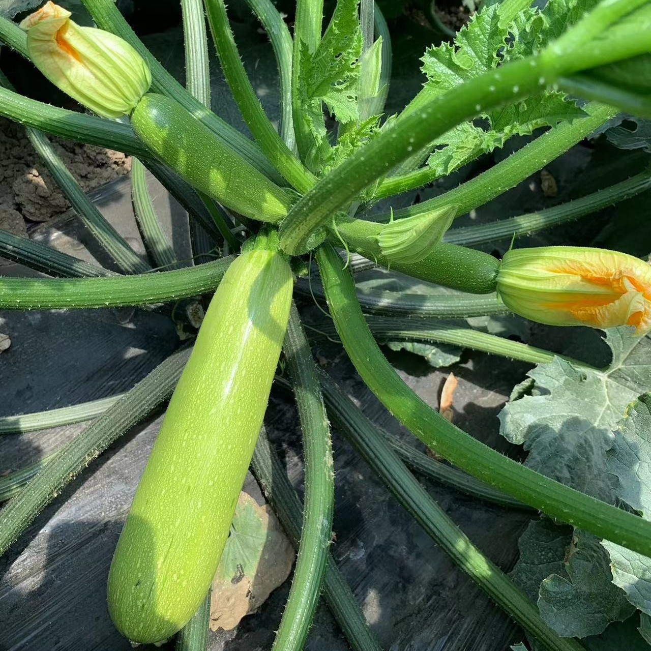 夏伯克西葫芦种子进口耐热种子连续坐瓜能力强无限生长适用大田