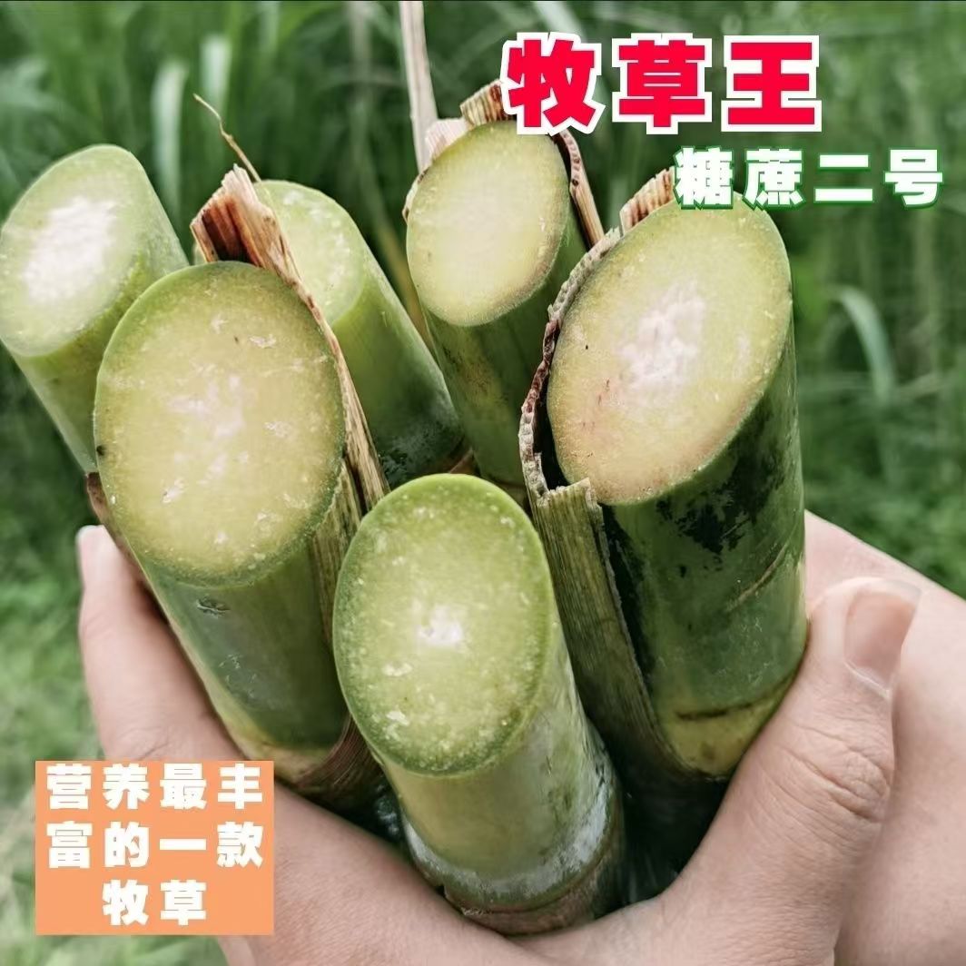 糖蔗二号牧草王高糖种节多年生四季常青高产耐寒牛羊猪鱼食用
