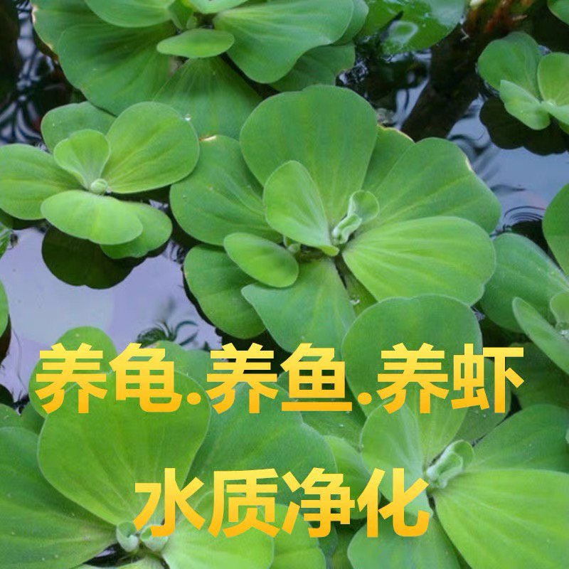 水芙蓉养鱼养龟景观躲避水生植物莲水草浮萍净化水质鱼虾龟缸造景