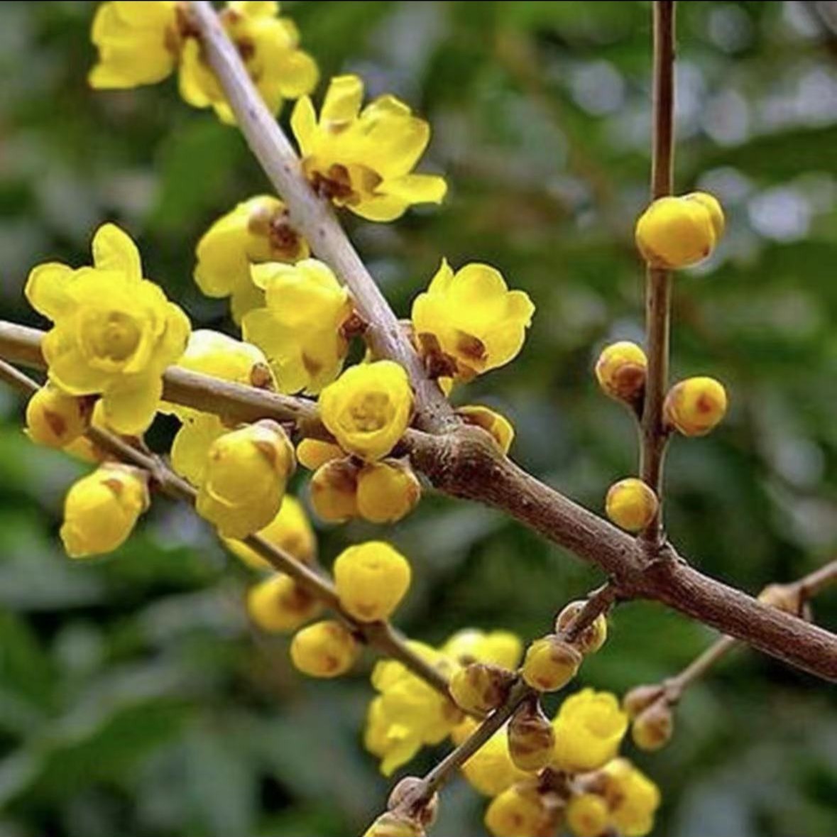 【带花苞】老桩黄金腊梅花耐寒冬天开花老桩素心馨口庭院腊梅树苗