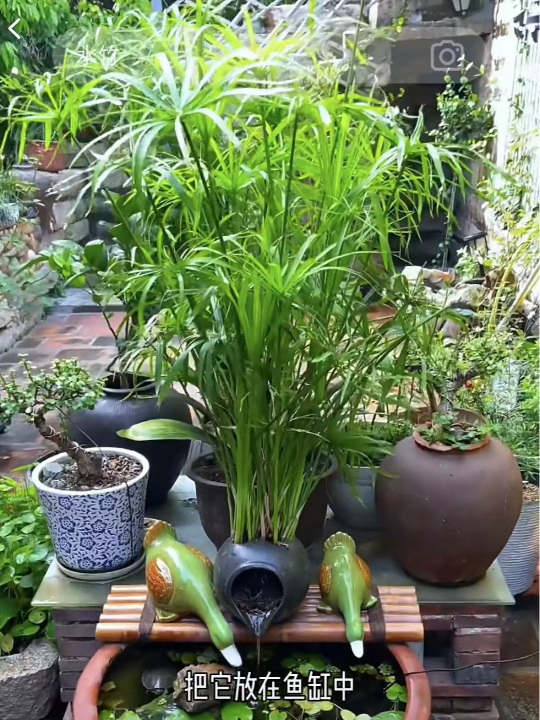 水竹半土半水植物绿植盆栽水棕竹风车草竹子盆栽造景旱伞养活庭院