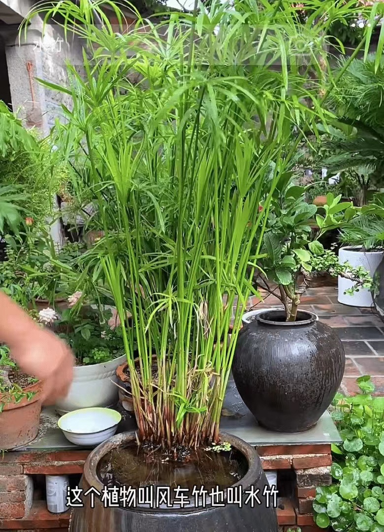 风车水竹龟水竹盆栽绿植水棕竹鱼缸水池塘旱伞草风车草苗四季常青