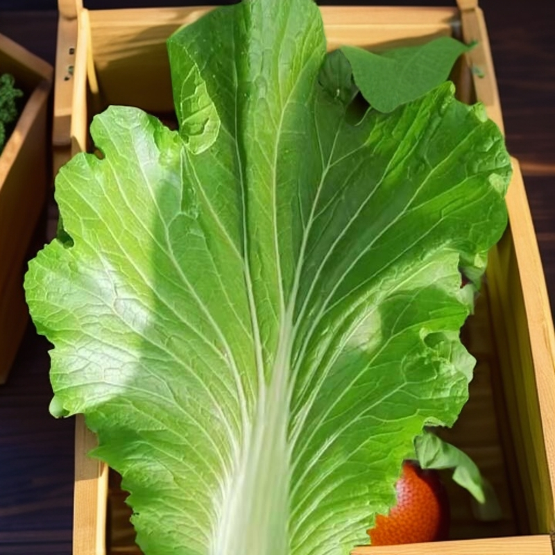 东北饭包白菜叶20个顺丰陆运包邮送酱.吉林生松原市发货新鲜包赔