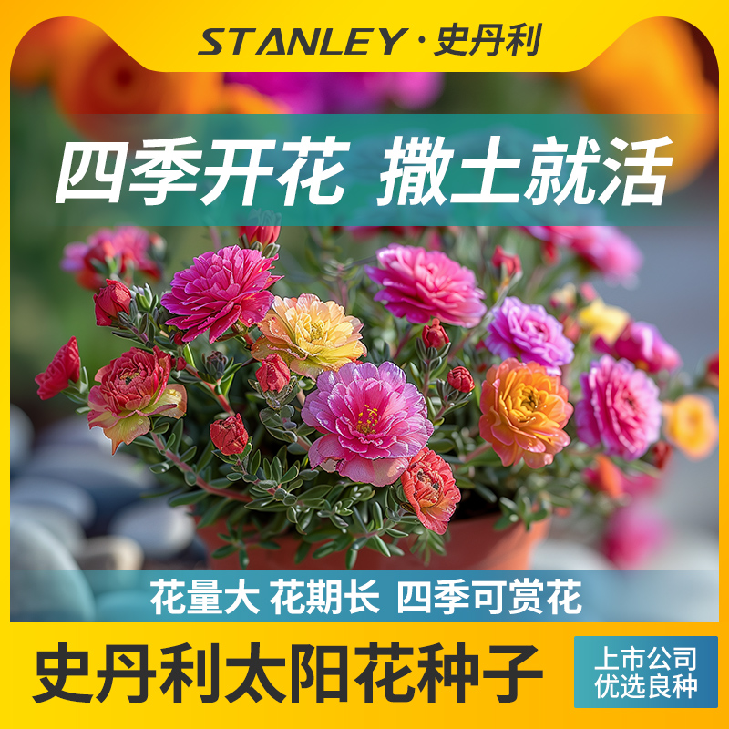 史丹利重瓣太阳花种子混色太阳花种子盆栽花卉四季开花