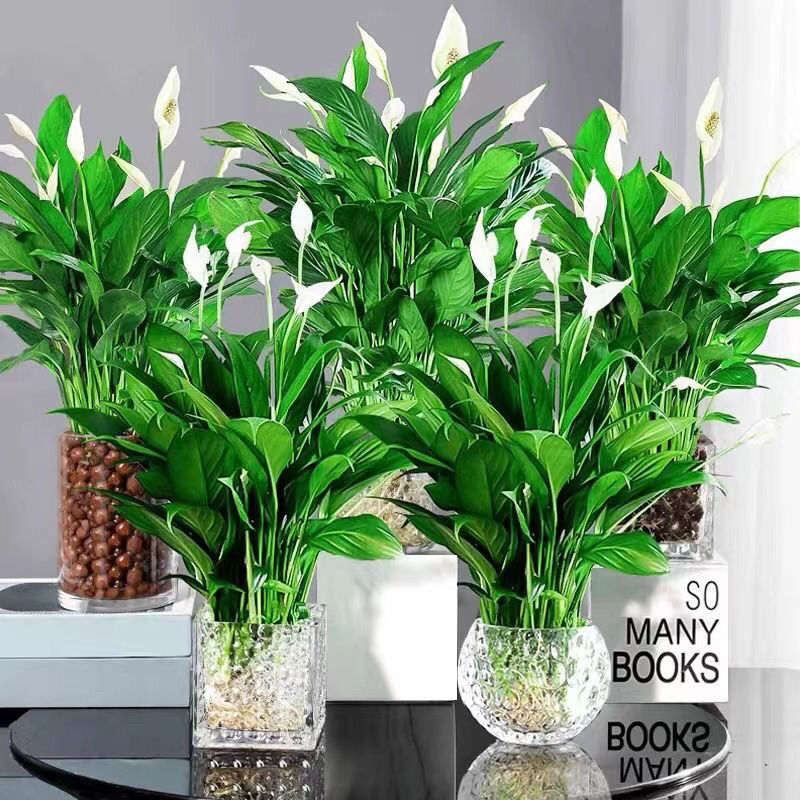 白掌盆栽一帆风顺水培植物办公室内花卉好水养四季开花的绿植红掌