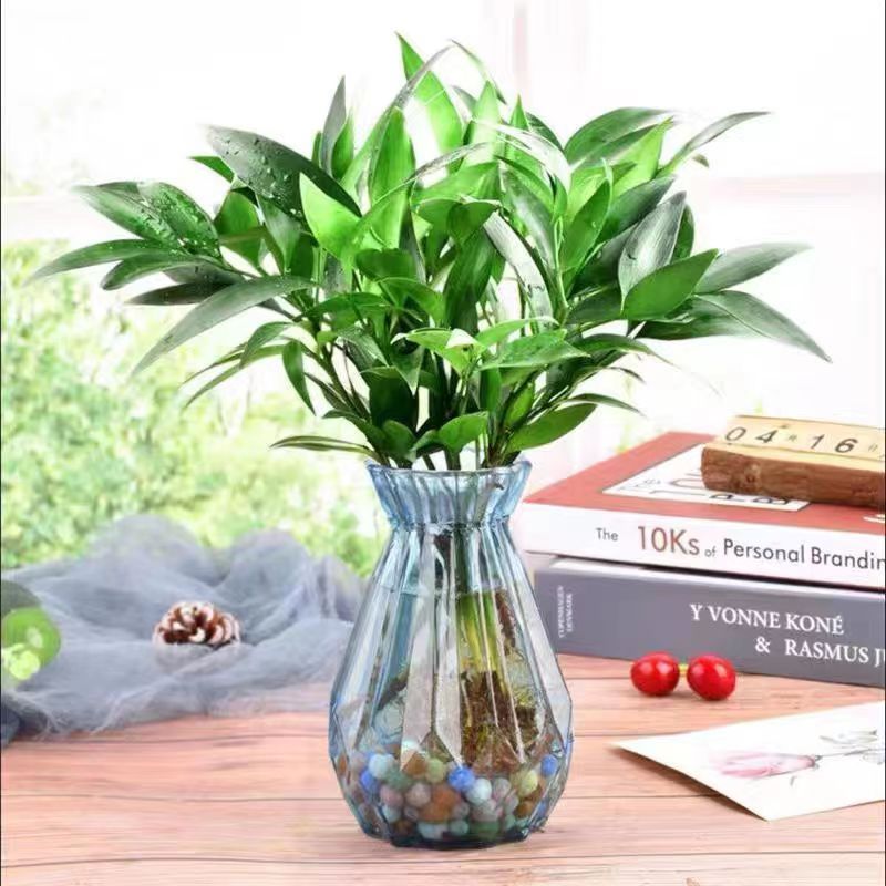 水培驱蚊竹柏盆栽水养绿植客厅阳台办公室易活好养四季常青植物