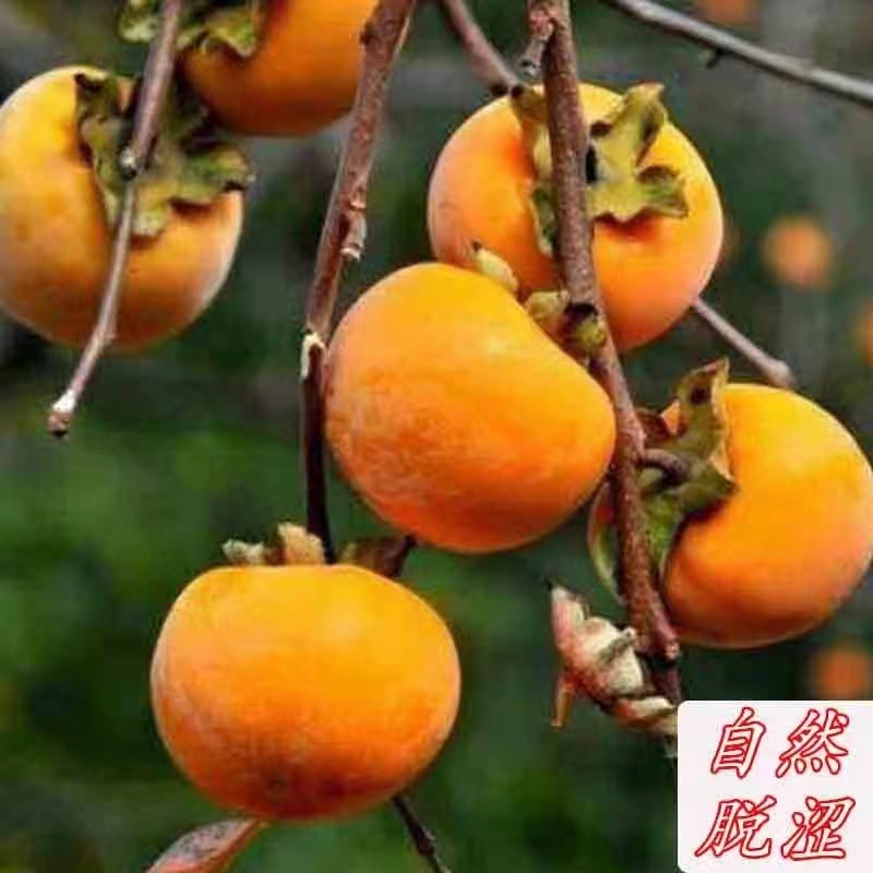 【罗田甜柿子】当天现摘现发 甜柿脆甜可口 3斤5斤精选甜脆