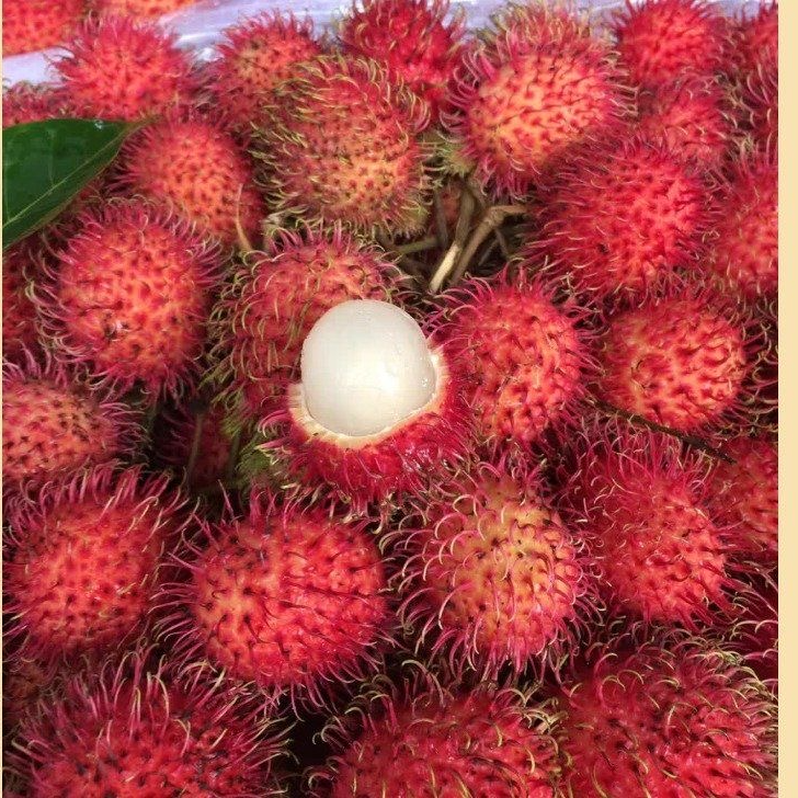 现货海南红毛丹现摘现发新鲜水果毛荔枝孕妇当季水果批发包邮