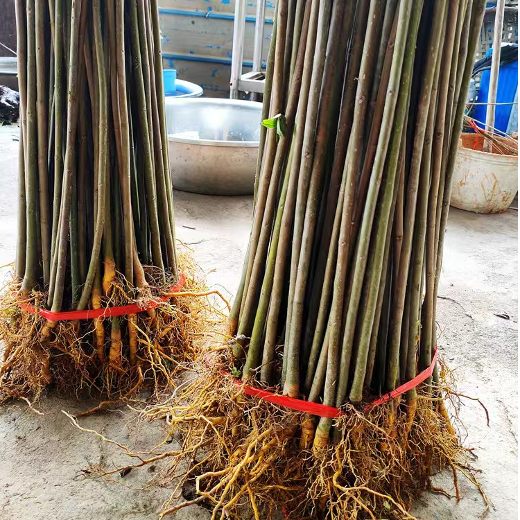 自产自销厚皮黄柏苗现挖川黄柏苗南北方栽种鲜活黄柏保湿发货