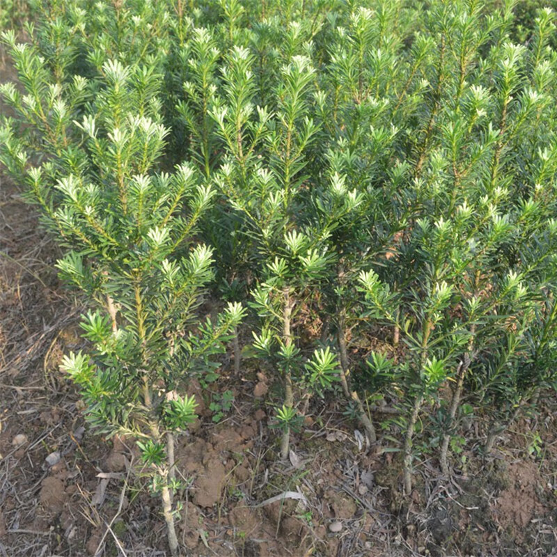 芗苒罗汉松树苗四季常青迎客松庭院室内盆景大小苗盆栽树桩造型苗